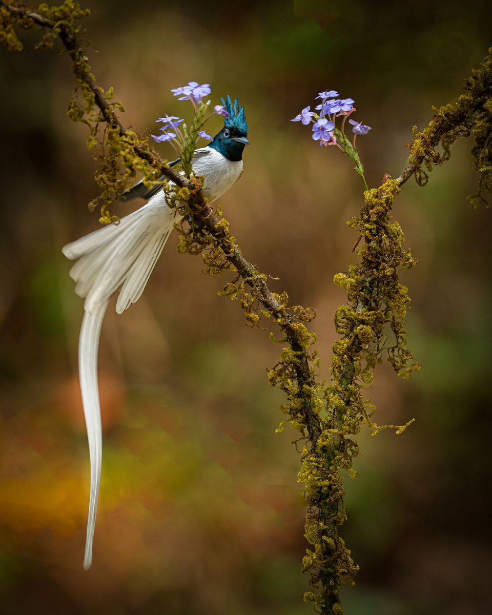 NikonIndia's tweet photo. The Indian Paradise Flycatcher, a true marvel of nature.

Img Courtesy #NikonCreator Roy Sebastian

NikonZ 6II, AF-S NIKKOR 600mm f/4E FL ED VR
f/4, 1/400s, ISO 320, 600mm

#Nikon #NikonIndia #NikonMirrorless #NIKKOR #MirrorlessRange #WildlifePhotography #BirdPhotography https://t.co/i2Wg9P85un