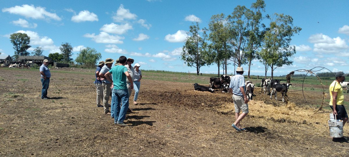 MartinSicilia's tweet photo. Recorrida de sistemas de recría en Colonia junto a técnicos de @PlanAgro con incorporación de #Nutriliq en fardos. Aporte de Proteína, energía y minerales a la fibra de baja calidad. #Nutrire #DietaLiquida https://t.co/NxpVyxyXuw