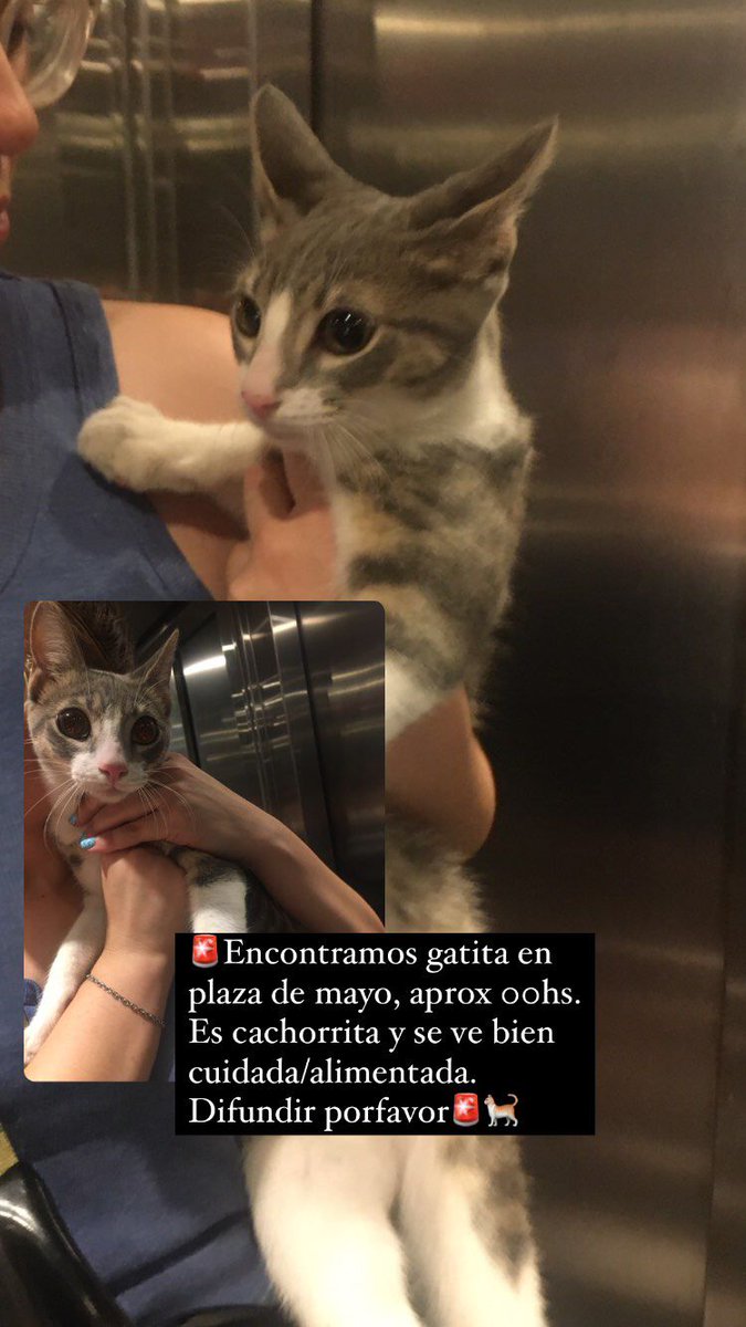 DIFUNDIR.
Se nota que es de alguien, porque tiene las uñas cortaditas, está gorditas y no sabía andar en la calle. 
Paraná.