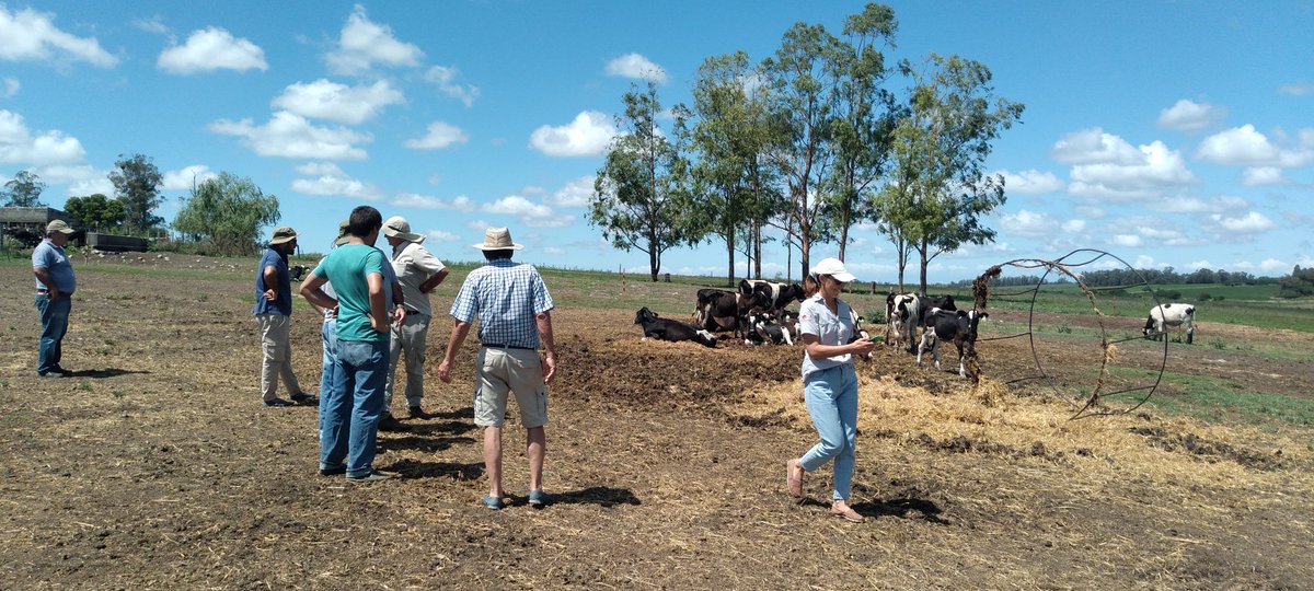 MartinSicilia's tweet photo. Recorrida de sistemas de recría en Colonia junto a técnicos de @PlanAgro con incorporación de #Nutriliq en fardos. Aporte de Proteína, energía y minerales a la fibra de baja calidad. #Nutrire #DietaLiquida https://t.co/NxpVyxyXuw
