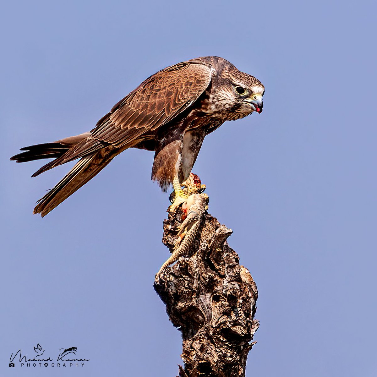 kumarmukund's tweet photo. The Laggar Falcon strikes with precision, earning its title as the hunter of the skies #NatureIsAwesome
Taal Chappar, Churu, Rajasthan.
#nature #wildlife #Nilkonphotography #cpfeatureme #IndiAves #birding #BirdsOfTwitter https://t.co/EcY7VnDW6q