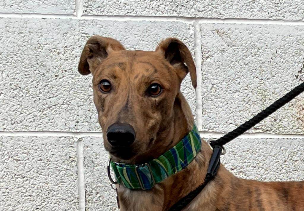 BarkInnKennels's tweet photo. Jake has been published on Bark Inn Kennels. You can read more here - https://t.co/J8reHojtVc https://t.co/pqC3cQEH4a
