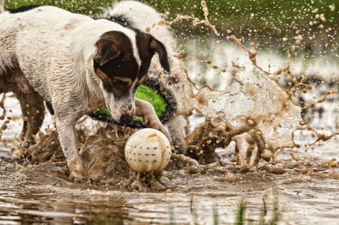 SouthernPawsNC's tweet photo. Dirty Dog Bath Special for 2/1/23

This weather is cold, wet &amp; muddy!

Come catch some great savings with a Dirty Dog Bath Special! https://t.co/FQImBBxebu