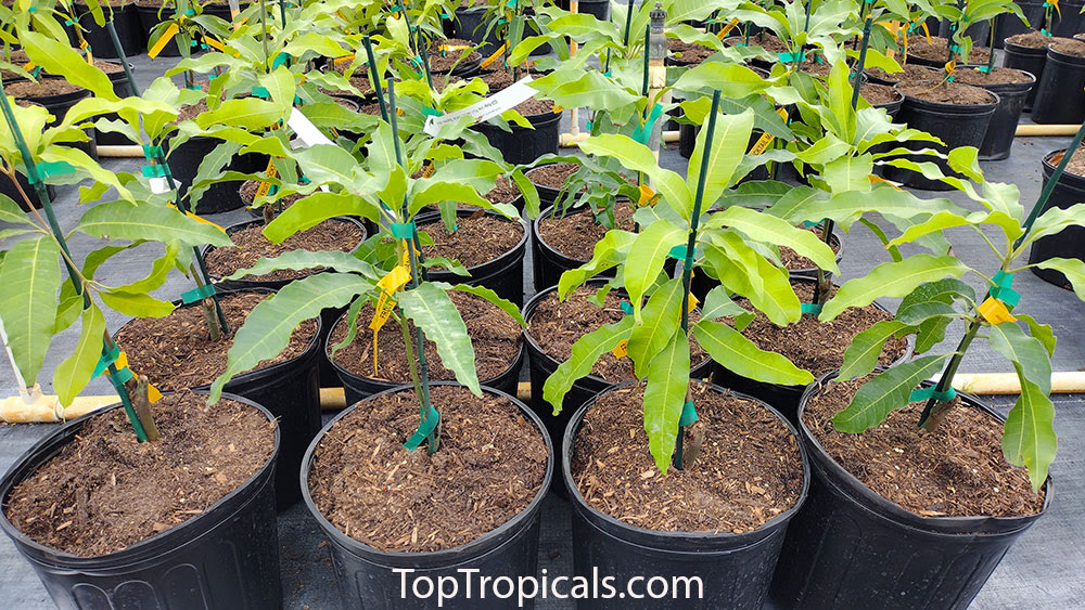 toptropicals's tweet image. Attention mango collectors!
We finally have some rare, much wanted #mangovarieties available in very limited quantities. These are young, fresh grafts in 3 gal pots, with well established root systems and many new leaves.
toptropicals.com/store/group/ma…
#exoticfruittrees
#WednesdayWisdom
