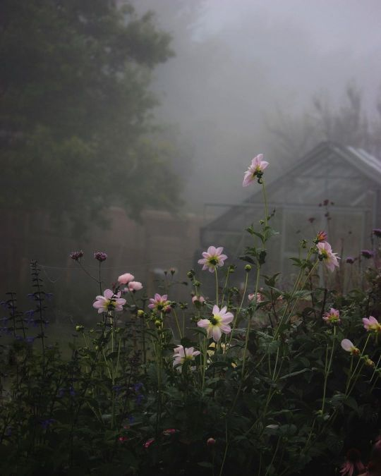 Trixysiku's tweet photo. bt thecountrycrib
#cottagecore #garden #gardencore #flowers #flowercore #greenhouse #greenhouses #aesthetic #nature #photography https://t.co/EyJDnEZ6Hn