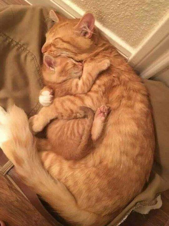 animal__passion's tweet photo. Quand l'image parle plus que les mots !💞💗 https://t.co/tUuC4nKZgX