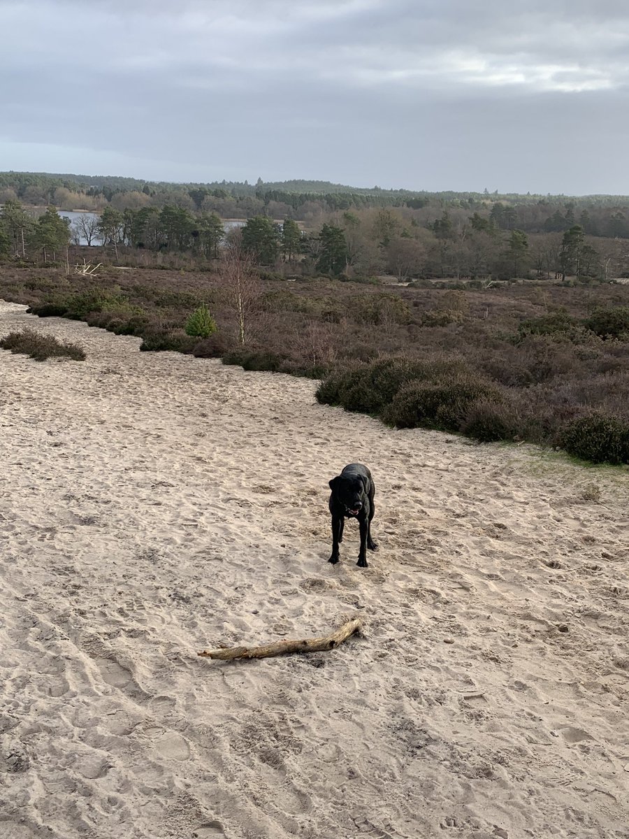 Somedays feel greyer than others.. but there is still beauty… oh, and a dog who wants a stick thrown ❤️