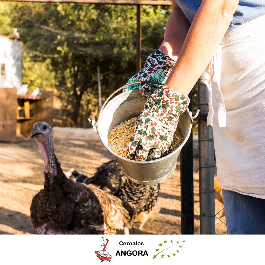 Contar pienso de calidad para alimentar a nuestros animales es fundamental. En Cereales Angora contamos con mezclas de materias primas realizadas en base a las indicaciones del ganado. 

👉 Se pueden adquirir a granel o BigBag (100kf)