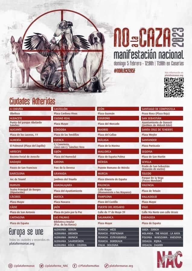 GalgosdelSol's tweet image. PROTEST💥💪🏼💪🏼against the treatment of hunting dogs this Sunday at your closest Spanish city. We’ll have a team in Madrid so say hello but sadly we won’t make Murcia this year as we’re short on help at the centre… another 15 galgos &amp;amp; Podencos arrive tomorrow. Shout loud 📣📣📣