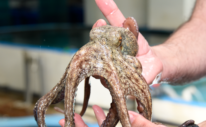 cdeualmeria's tweet photo. ❔Sabías qué...?

🐙De 2011 a 2020, los desembarques de #pulpo cayeron un 32% en volumen y un 27% en valor en términos reales, en toda la #UE?

⚓️La reducción se debe a una disminución significativa de los #desembarques en #España, #Italia y #Portugal.

👉 https://t.co/68CSIx4zRb https://t.co/rbXq46QzOe