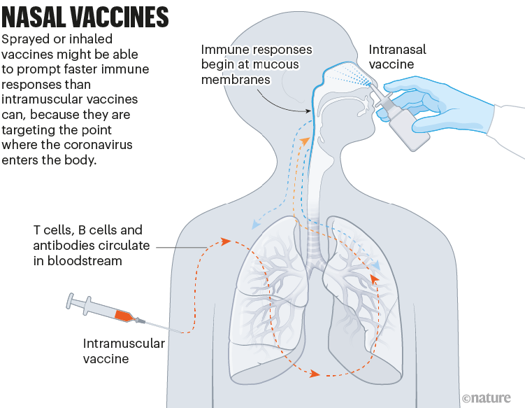 The next generation of coronavirus vaccines: a graphical guide go.nature.com/3HlBx2Z