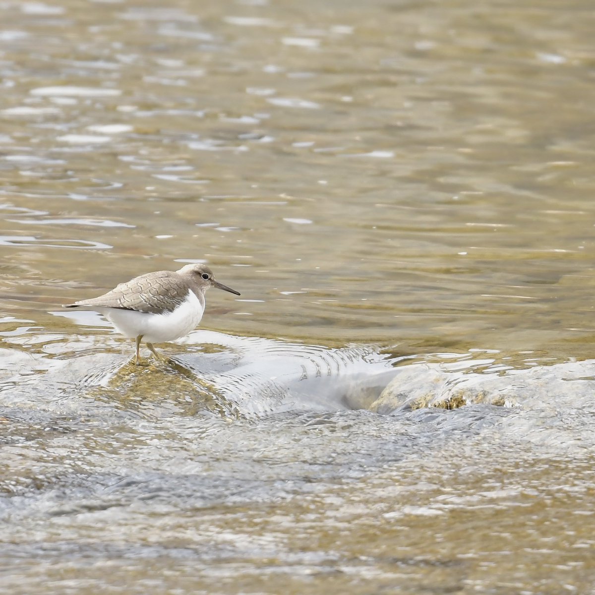 実家で鳥散歩

#イソシギ
#commonsandpiper