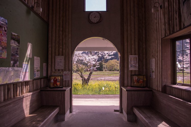 OneclickOnetrip's tweet photo. "Isumi Railway" is a local railway in Chiba Prefecture with a total of 14 stations🚃✨ At some point, the deficit persisted and threatened its very existence. 

My column⬇️✨
https://t.co/h9dtNFTfp8

#Japan #Sakura #canolaflower
#桜 #superbview https://t.co/pPN1CekbiO