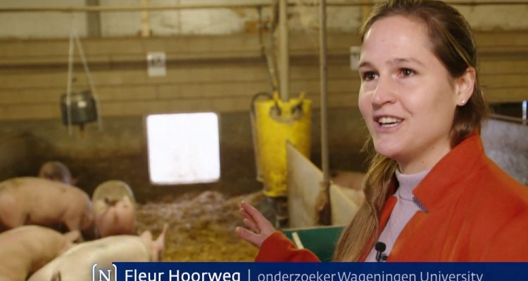 #Dierwelzijn 🐶📻| Het welzijn van dieren is van groot belang zegt Fleur Hoorweg van WUR Animal Health &amp; Welfare. Om het welzijn te beschermen moeten we de veehouderij aanpassen aan het dier, in plaats van andersom. Meer weten? Luister hier het fragment!⤵️
bit.ly/3wKlYwL