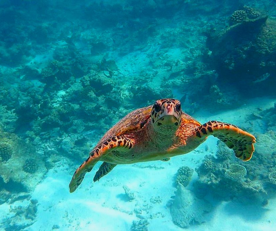 Making a splash 🐢🌊 Our new friend the sea turtle reminds us to slow down and enjoy the journey 💕
#maldivesstartshere #turtle #turtles #turtlesofinstagram #tortoise #nature #reptile #reptiles #seaturtle #reptilesofinstagram #schildkr #turtlelover #turtlepower #wildlife