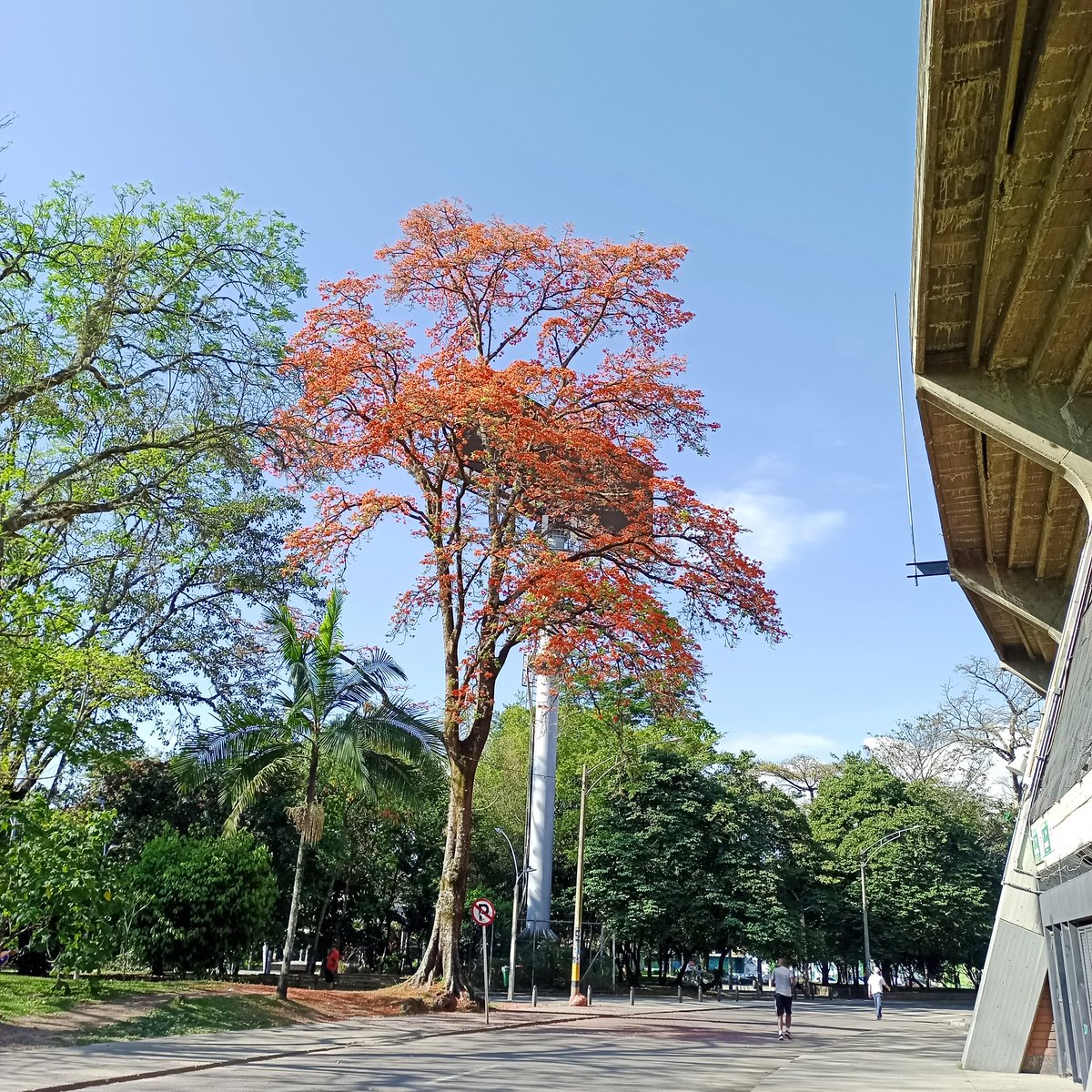 _carolinaod's tweet photo. Empieza un febrero muy bonito y colorido en Medellín. No en vano es el mejor mes. #Spamdeguayacanes #streetphotography #Colombia https://t.co/mqJhVvXH6m