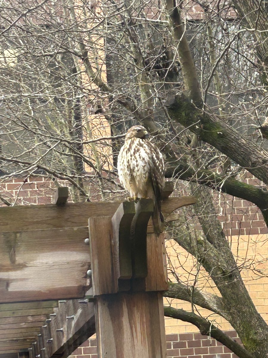 Leesville Road MS (@lrmspride) on Twitter photo A hawk has found our <a href="/NWF/">National Wildlife Federation</a> certified wildlife habitat in our courtyard! Beautiful! Some students have named him Zeus. A hawk has found our <a href="/NWF/">National Wildlife Federation</a> certified wildlife habitat in our courtyard! Beautiful! Some students have named him Zeus.