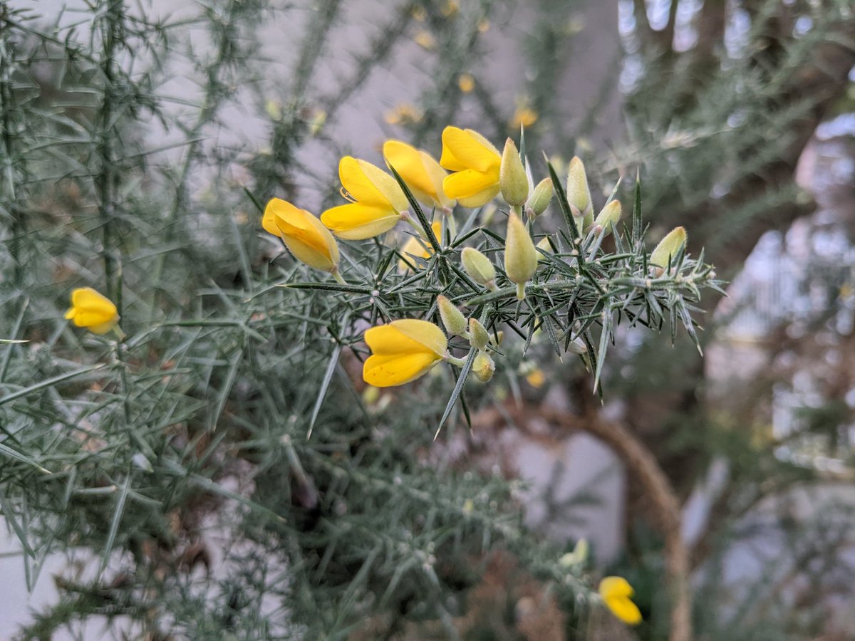 TCBotanicGarden's tweet photo. Celebrating St #Brigid's Day, and first day of #Spring! 
@TCD_NatSci https://t.co/T9MBu5o8CE