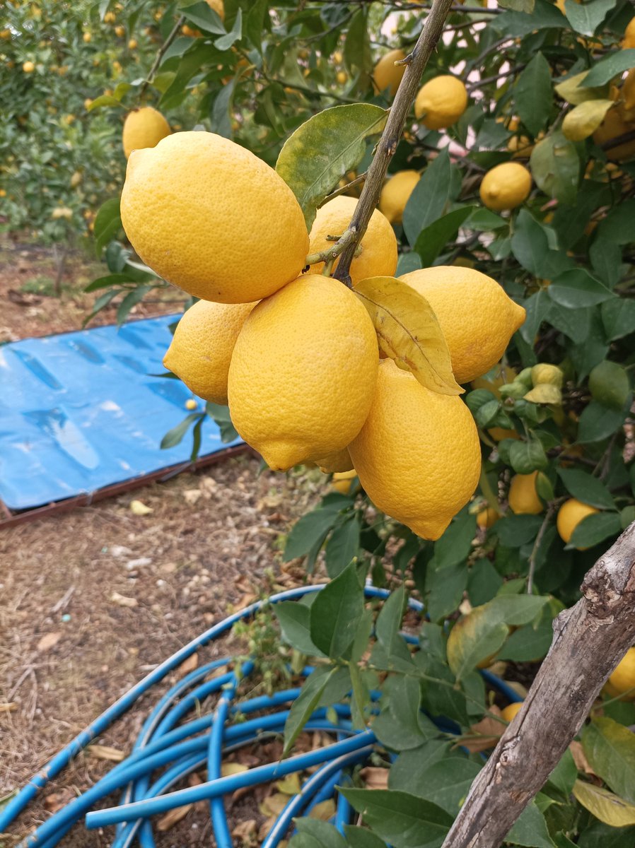 AdemGck65's tweet photo. Limon ilimizde olsun, dilimizde olsun, elimizde kalmasın
#ReisLimonDaldaKaldı https://t.co/6pJQFoRYTC