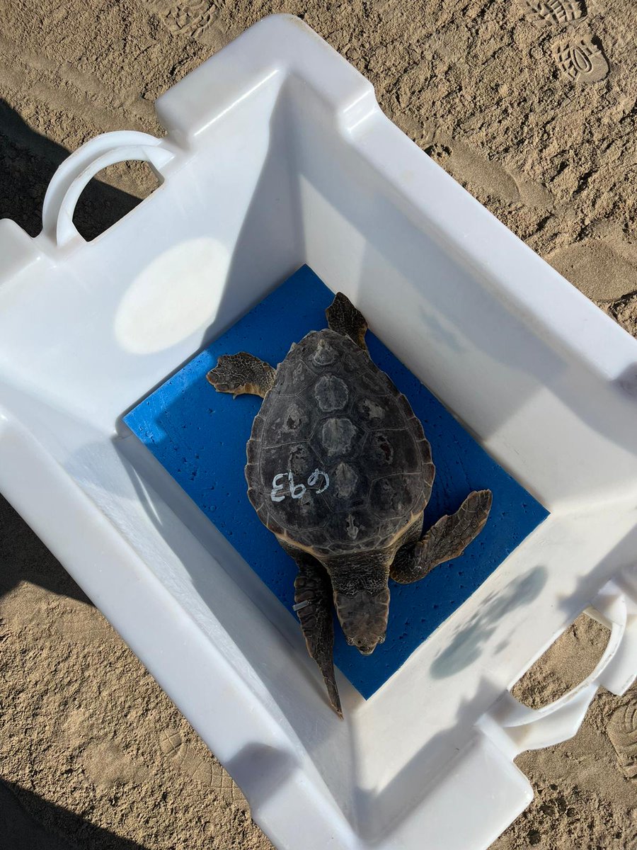 Oceanogràfic València tweet media