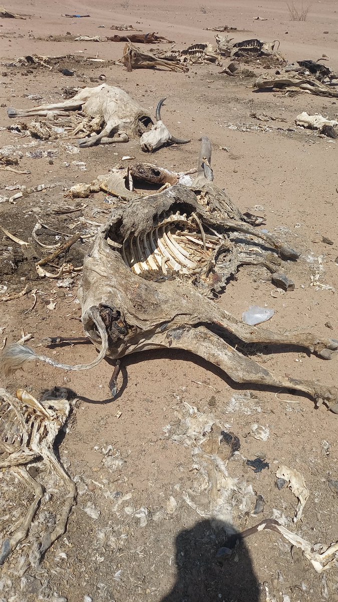 David Kabiru tweet media