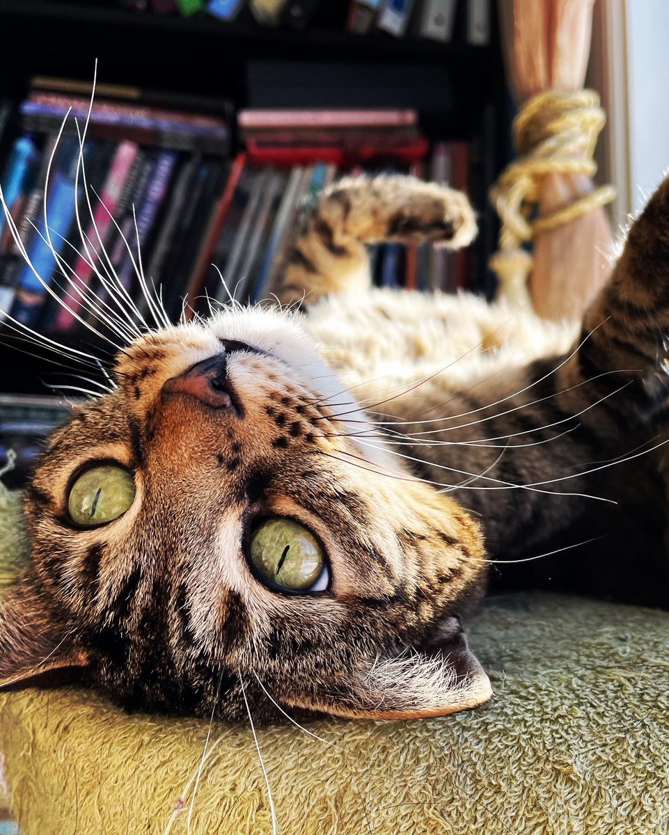 JKendrickAuthor's tweet photo. Sunshine kitty.

Bronwyn, my workplace buddy enjoying the sunshine while I huddle in the corner with my computer.

#bengalcat #furbaby #sunshinecat #workbuddy #bronwyn https://t.co/IHh9OnhGD4