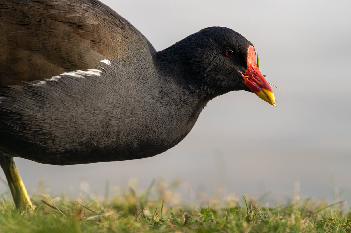 RiddellPhilip's tweet photo. Taken @WWTSlimbridge, this Moorhen defied the usual expectations of shyness to walk straight across the front of me whilst I was photographing a distant Cormorant

#Nikon #Z6ii with #150600sigma @ 600mm, 1/1000, f/6.3, ISO 2000

#birding #photography #wildlifephotography https://t.co/zNbX1kzbNn