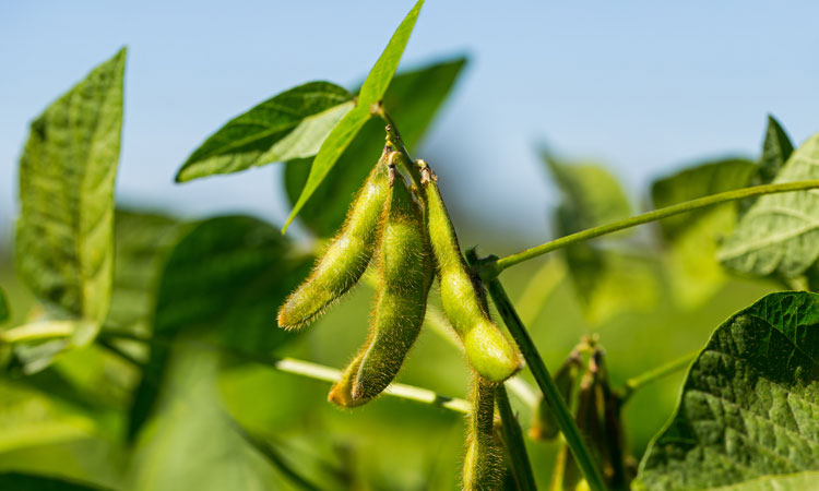 NewFoodMag's tweet photo. Hear the other side of the soy story from Mac Marshall, who asserts the benefits of #soy cultivation for the food industry and other markets @UnitedSoy https://t.co/IEyJ6P9ETm https://t.co/BSne8vHfr1