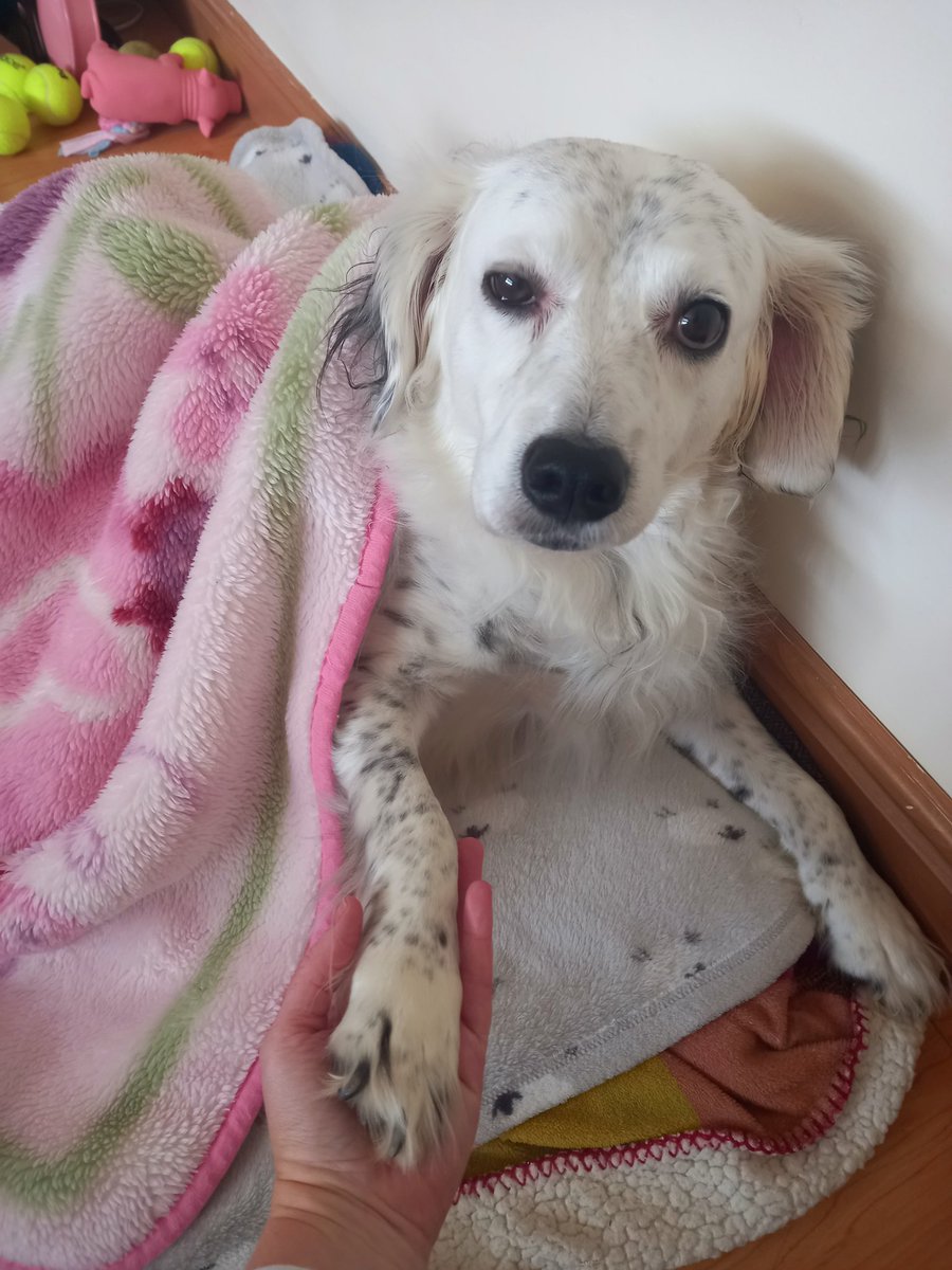 Its Daisys 8th birthday today. Sadly she twisted her knee in the park &amp; the vet has confirmed her cruciate ligament has torn &amp; she will have to have the same operation she had last year, a plate &amp; screws inserted and 6 wks restricted movement😢🐾  #100daysofwalking #devastated