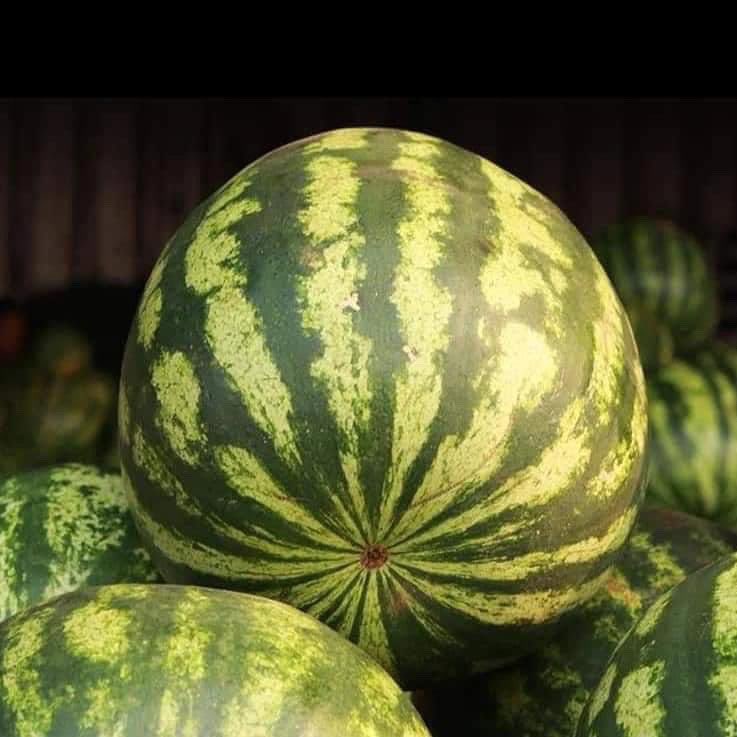 AbastoAsu's tweet photo. ¡Que rica ya es la sandía! 🍉😋
Encima con este calor, es ideal para refrescarte. 
¿Ya compraste la tuya? https://t.co/aGFKJV9lme