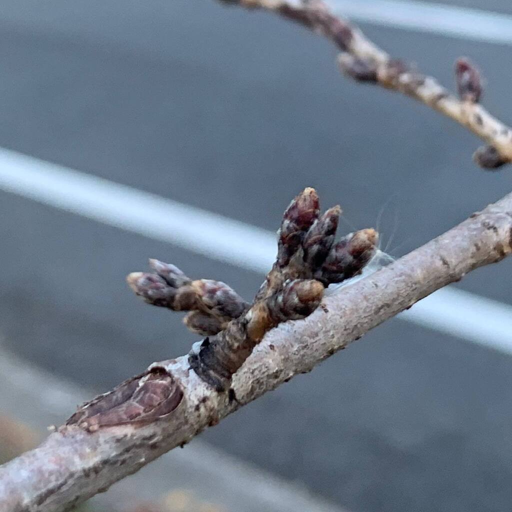 今年も桜の定点観測始めますよ〜　#桜定点観測2023 instagr.am/p/CoHxEzzPqqJ/