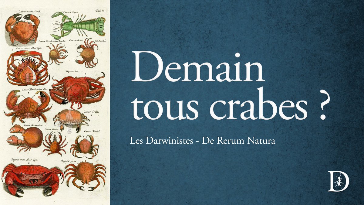 🦀 DEMAIN TOUS CRABES ?

Deux pinces, une carapace et huit membres, Monseigneur Vandervelde nous l’affirme, c’est pourtant bien ce qui attend notre descendance et c'est pour lui c’est une bénédiction. 

🎙️ Découvrez le dernier épisode des Darwinistes !

youtu.be/iMu2-Kq4QtA