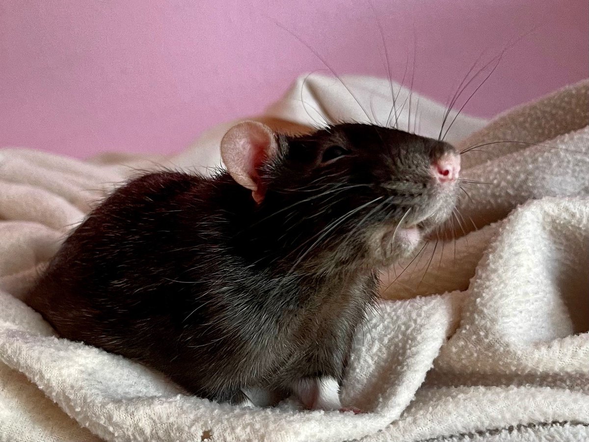 Rattie Ratz (@rattieratz) on Twitter photo 