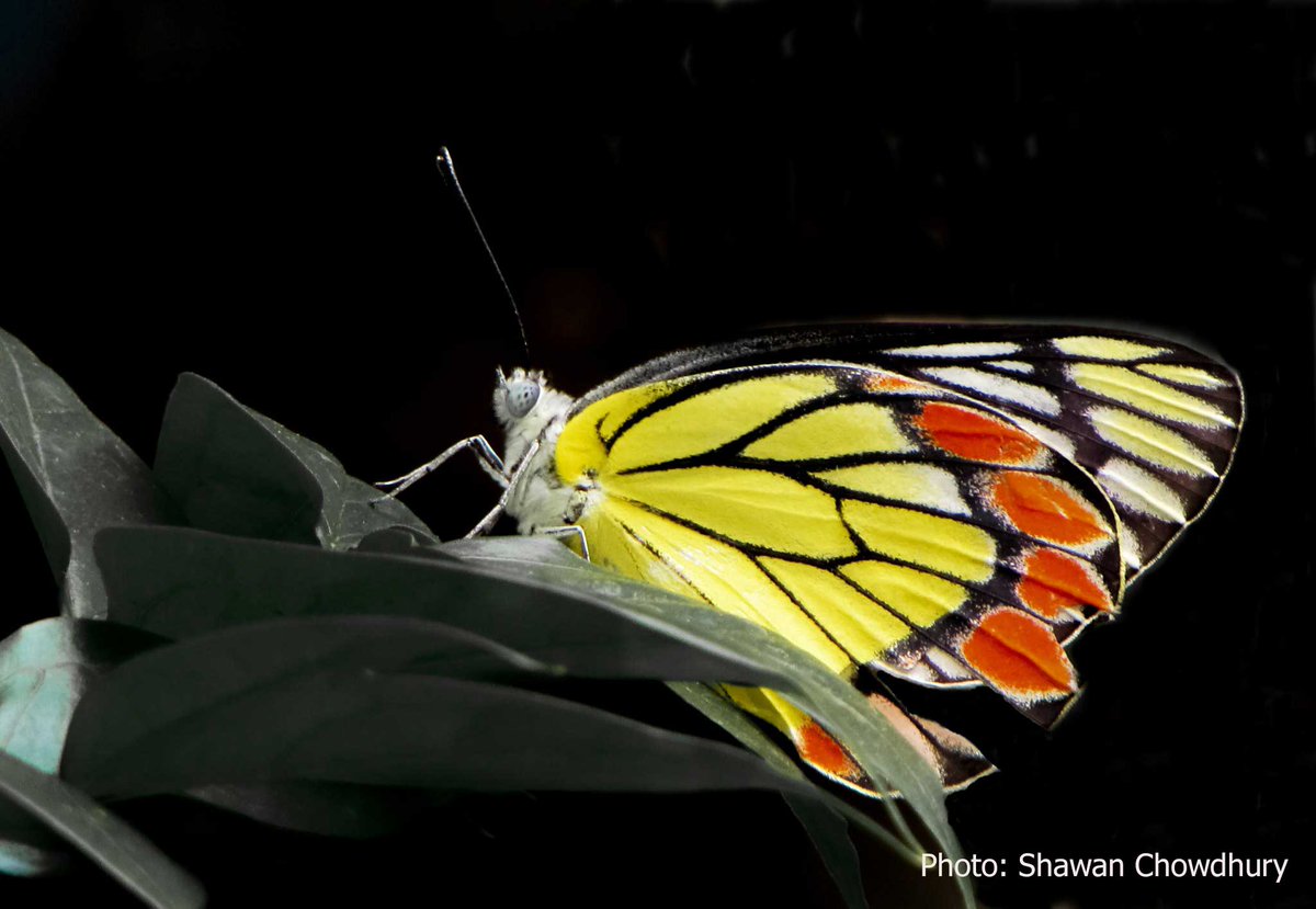 iDiv Biodiversity Research tweet media