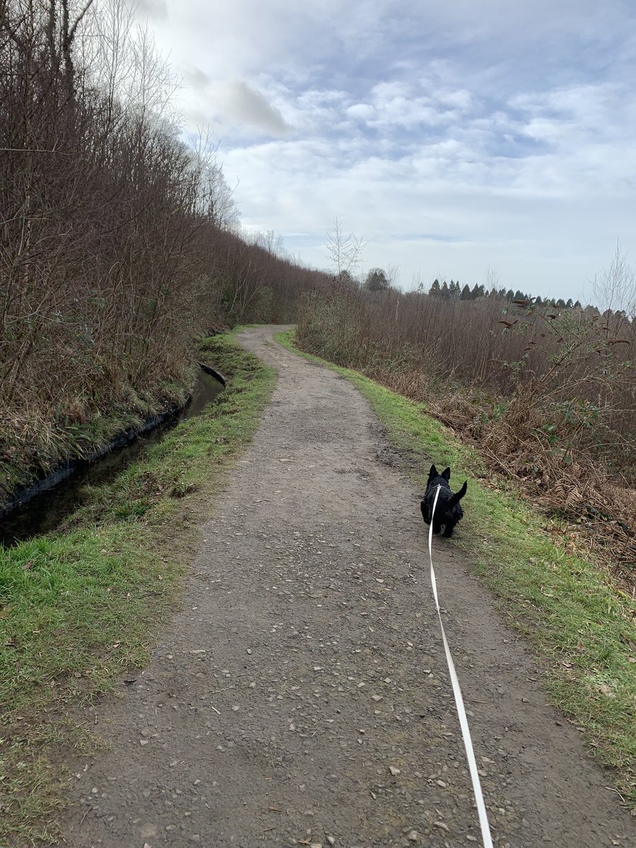 westiemont's tweet photo. On our walk today, I found this interesting log.  Stunning!! #logart #ScottishTerrier https://t.co/hWQV2fhd0m