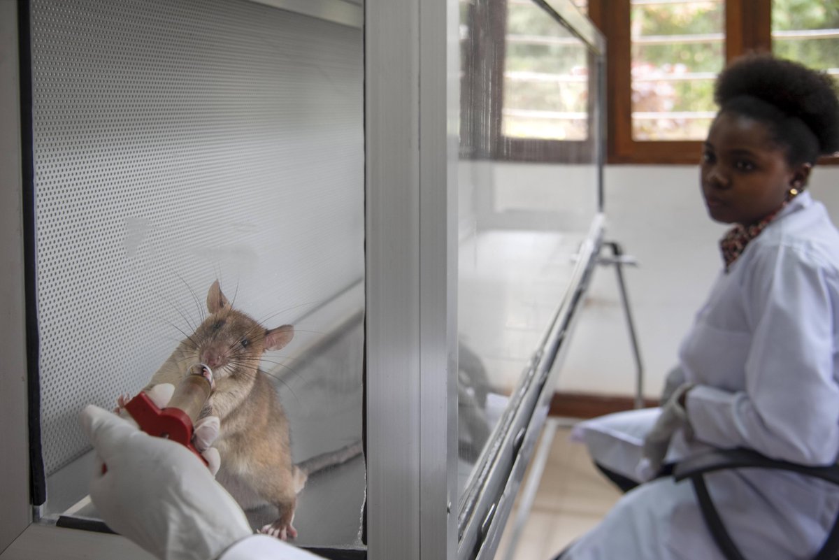 Tuberculosis detection rat Faraji just found his first (known) TB-positive sample of the training session! A #HeroRAT quickly moves on from a negative but holds their nose over the sniff hole for 3 secs for a positive 😅

Well done Faraji! A yummy treat for you as reward! 💪