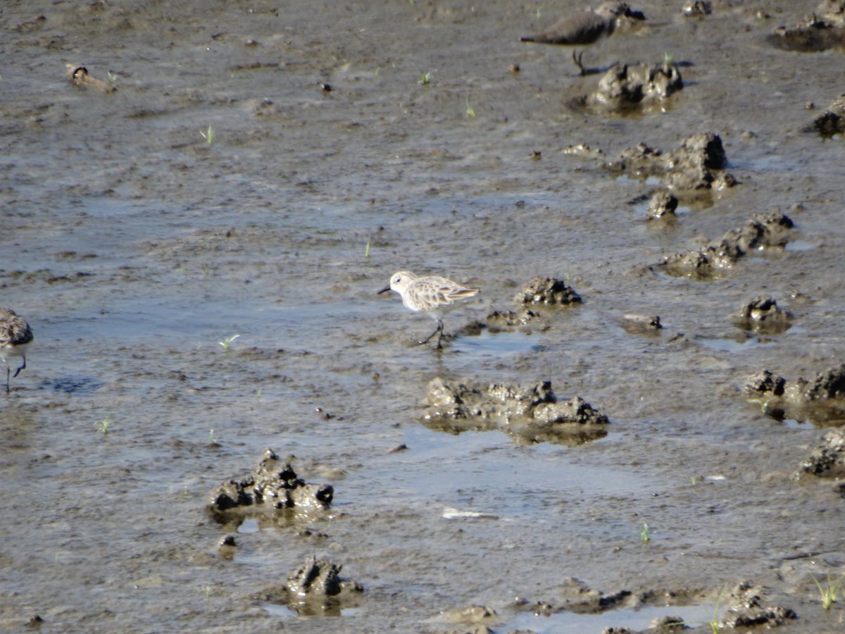 Arşivde kalmış sonra unutmuşum bu fotoğrafları. Rica etsem hangi tür olduğunu söyleyebilir misiniz?
#hangitür
(30 Ekim  İslahiye/Gaziantep)