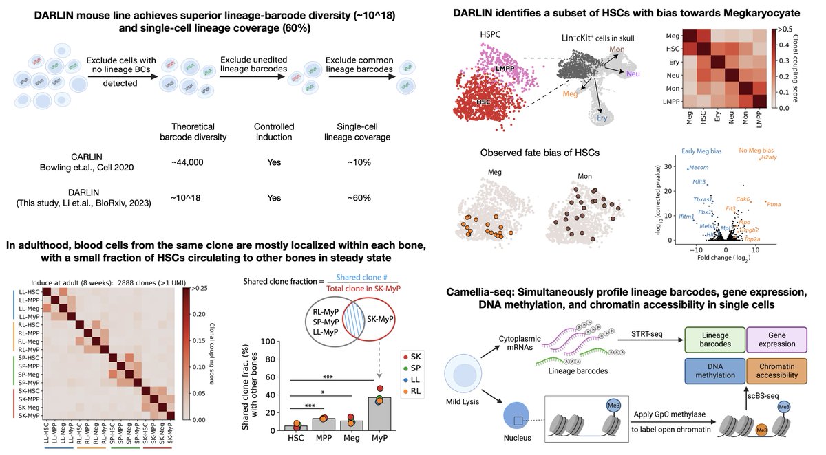 Want to apply single-cell multi-omic lineage tracing to study your favorite system in mice at defined time point and with superior lineage resolution? 
Jointly with <a href="/Li_Li_666/">Li Li</a> <a href="/SarahBowling15/">Sarah Bowling</a> <a href="/FD_Camargo/">Fernando Camargo</a>, we present DARLIN, a superior lineage-tracing mouse biorxiv.org/content/10.110…