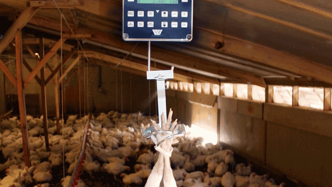 A STAR article taken from International Hatchery Practice looking at <a href="/WeltechLtd/">Weltech Int Ltd</a> electronic manual live poultry weighing system 👉🏼 pap.social/weltechstar