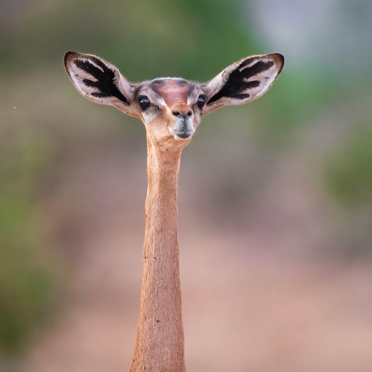 BBC Earth on Twitter "Gerenuks are the longestnecked members of the