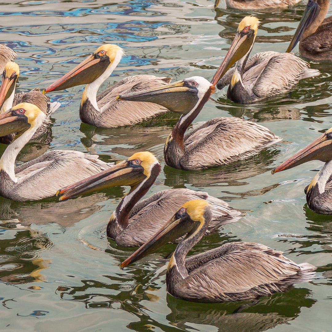 Wish you enjoy this nat geo moment with brown pelicans at the beautiful Islamorada Keys 😍

#floridasplendors #wildlife #islamorada #florida #visitfl #lovefl #vacation #wildflorida