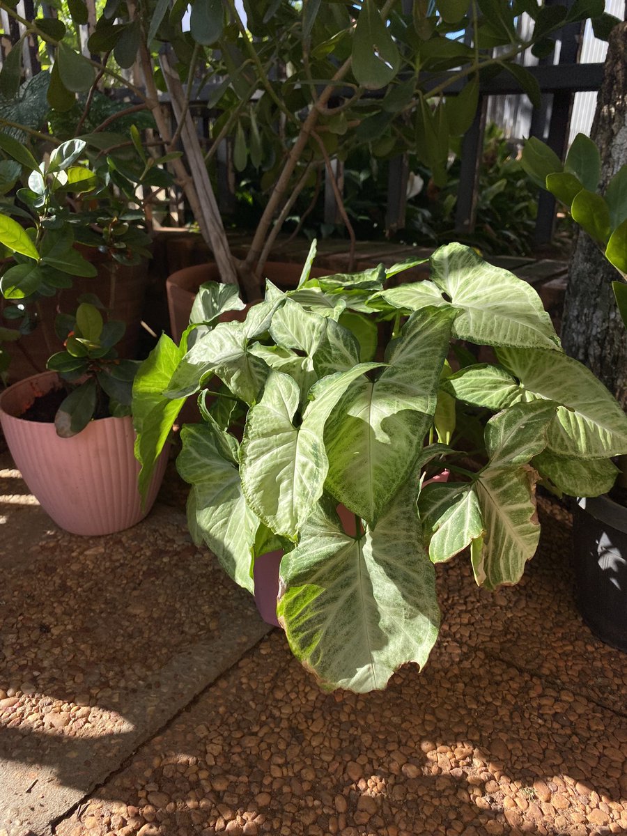 Mar Puig tweet media