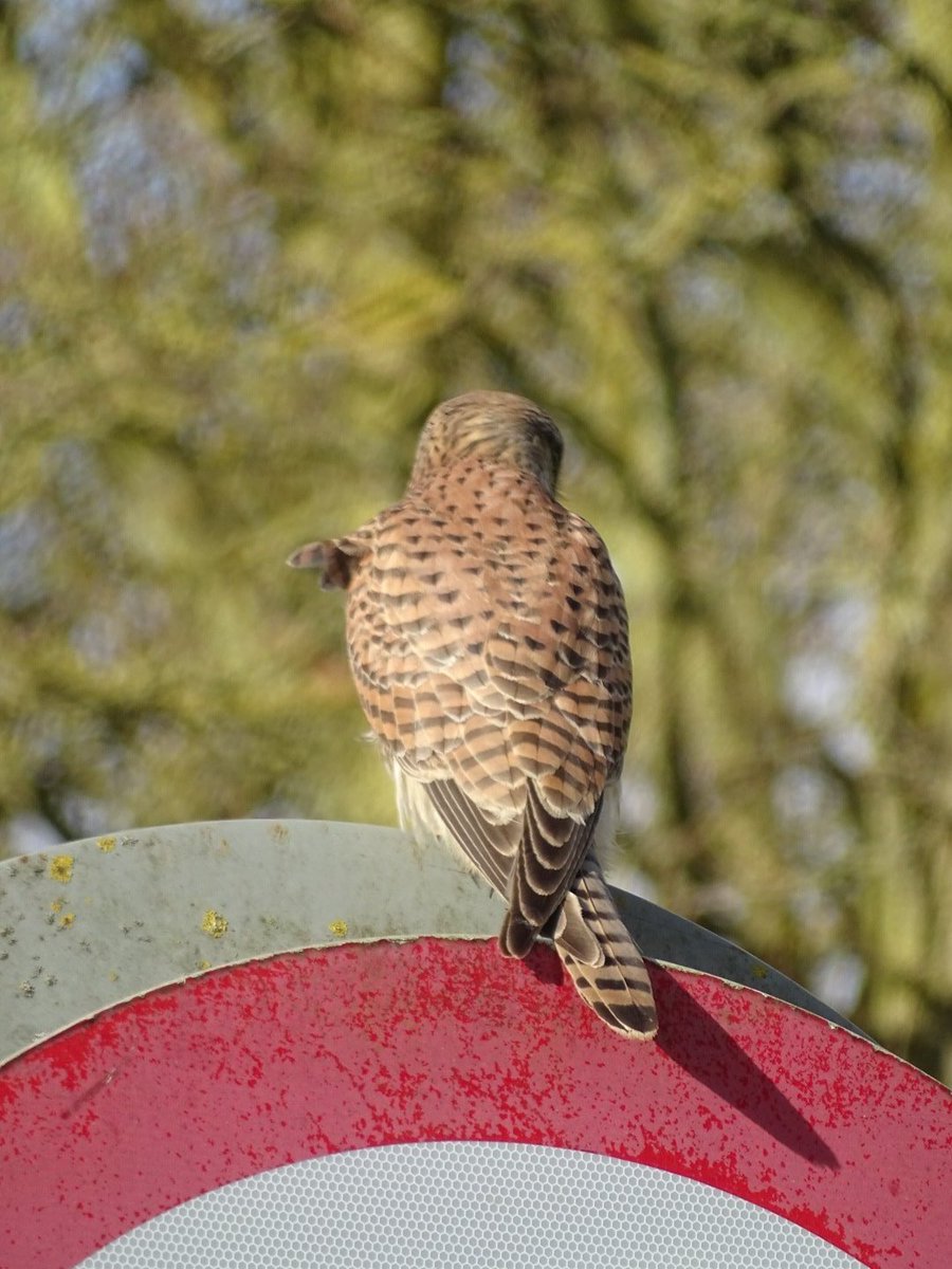 Hunting #kestrel #commonkestrel #birdofprey #birdwatching #birds #birdspotting #birding #featheredfriends #wildlife #nature #yorkshirewolds #eastriding #eastridingofyorkshire #winter #january #lovewhereyoulive #wandering #roaming