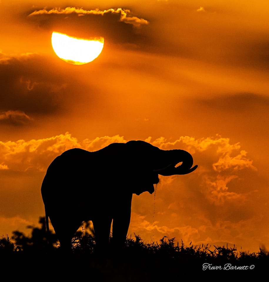 “Every day, a million miracles begin at sunrise.”
__
📸 Trevor Barnett📍#KrugerNationalPark #LiveYourwild #SANParks #sunrise #sun #elephant #wildlife #wildlifephotography #nature