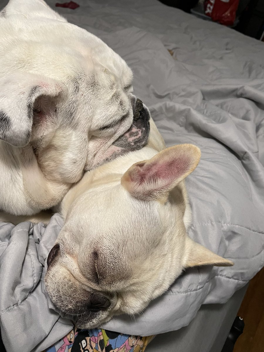 PlusUltraMHAPod's tweet photo. @adamcarolla Hugo the English Bulldog and Titan the Frenchie. https://t.co/JZeHtO7iHW
