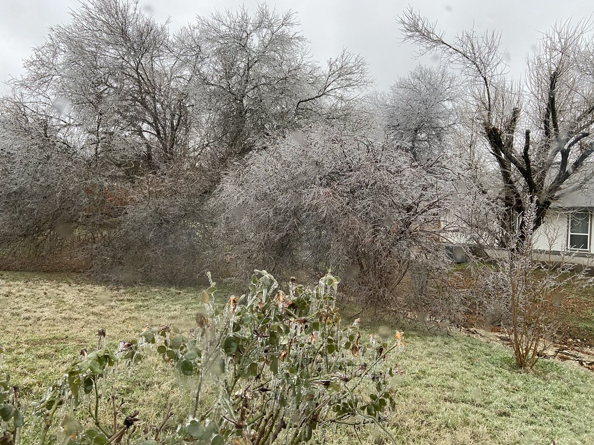 #icestorm #Atx you can see the cut limbs from winter storm 2021 to the right. Be safe out there!