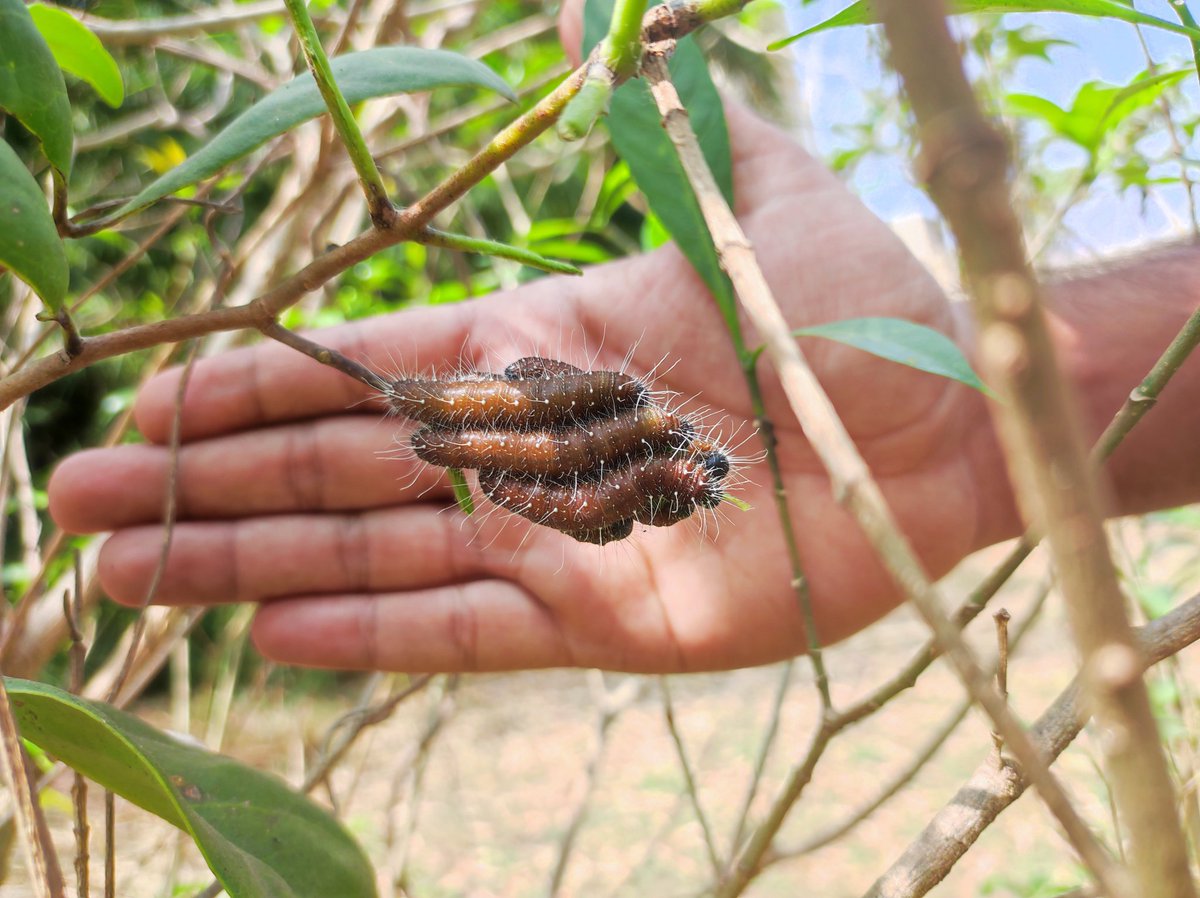 COshimath's tweet photo. ________ caterpillars !!!!🤔 https://t.co/IUwT2aKMJH