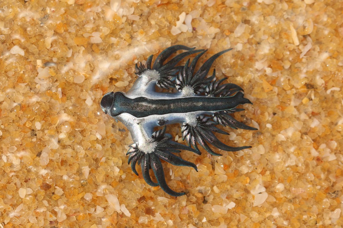 AmilaSumanapala's tweet photo. A Blue Fleet consisting of hundreds of Blue Dragons, By the wind Sailors, Blue Buttons and some Portuguese Man O' Wars were observed washed ashore in Jaffna Peninsula, #SriLanka during late Dec and early Jan.. First time I've seen Blue Dragons in SL. #marine #biodiversity #ocean https://t.co/Y1jgGXdbDz