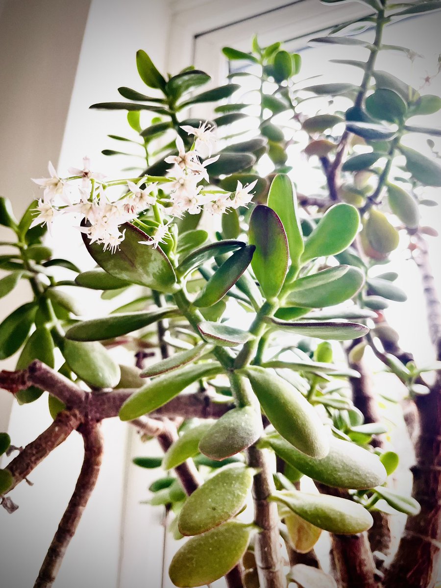 HeliotropeSM's tweet photo. @TAYOxford more than 20 years ago I purchased a succulent cutting from the Modern Languages library. Now a substantial tree. And today - flowers! Wondering if the mother plant prevails? https://t.co/XO17rqS8DD