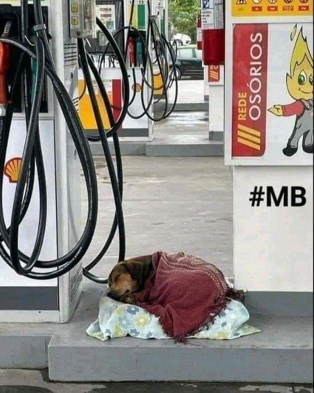 No me canso de ver esta imagen. Me da alegría que la bondad y el amor de los humanos aún exista, gracias señor/señora de la gasolinera por darle un poco de amor a este perrito..